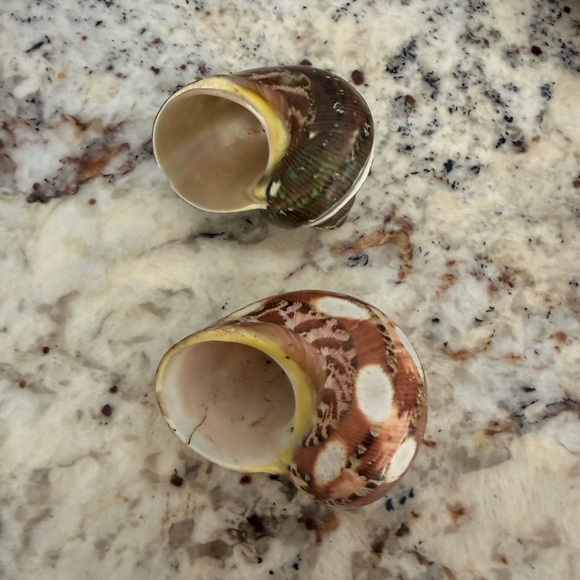 Polished Turbo Shells - Picture 2 of 2